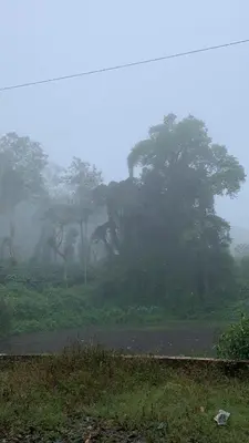 a group of trees in a field in the fog at Dreams Home Estate Stay in Suntikoppa