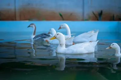 a group of white ducks swimming in the water at Anamala Serenity Homestay Kerala in Lakkidi