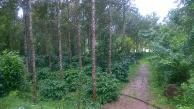 a dirt road through a forest with trees at RAI COTTAGE @ Coorg ,Suntikoppa in Suntikoppa
