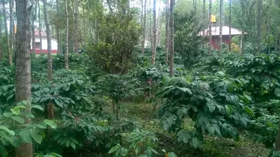 a forest of trees and plants with a house in the background at RAI COTTAGE @ Coorg ,Suntikoppa in Suntikoppa