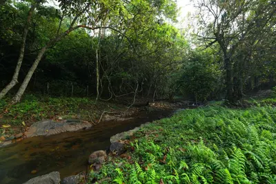 a stream in the middle of a forest at Abad Brookside Wayanad in Vythiri