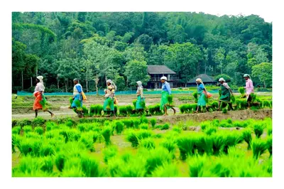 a group of people walking in a field at Vayal Veedu in Muthanga