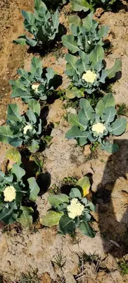 a group of plants with white flowers in the dirt at Vayal Veedu in Muthanga