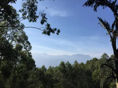 a view of the mountains through the trees at Golden Fern Resort in Kanthalloor