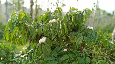 a tree with green leaves and white flowers at THE SUVISTARA WAYANAD KERALA in Meenangadi