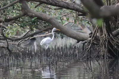 a white bird standing on a tree in the water at Maleyam Homestay Riverside in Kozhikode