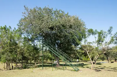 a tree with a green ladder in a park at Bamboo Banks Farm & Guest House in Masinagudi