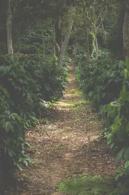 a dirt trail through a forest with trees at Estate Stay - Riverside Coffee in Siddapur