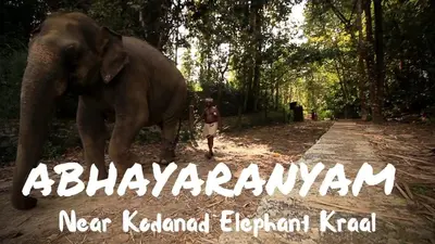 an elephant walking down a road next to a person at Jippus Galaxy Budget Air port hotel in Cochin