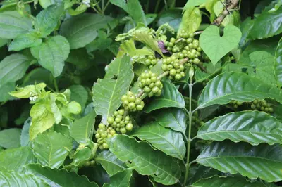 a bunch of green grapes growing on a tree at Whistling Woods Farm Stay in Kushālnagar