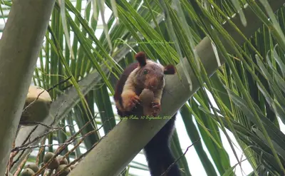 a brown squirrel is sitting in a palm tree at Woodside Homestay Wayanad in Batheri