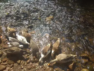 a flock of ducks swimming in the water at Dreams River view Homestay Coorg in Kushālnagar
