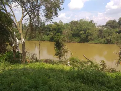 a body of water with a tree and grass at Dreams River view Homestay Coorg in Kushālnagar