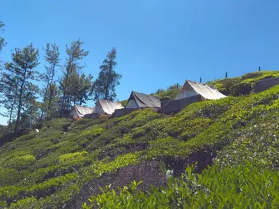 a group of houses on a grassy hill at Swiss Tents in Ooty, Tn in Ooty