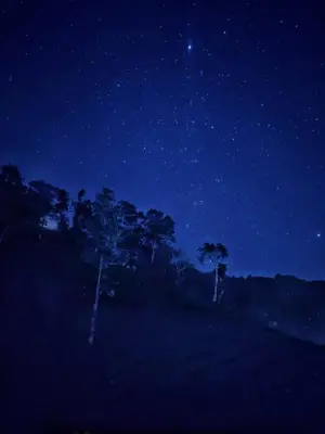 a starry night with trees in a field at Janiro Tea Trees Villas in Vythiri