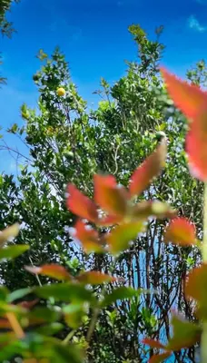 a tree with red flowers in the foreground at Janiro Tea Trees Villas in Vythiri