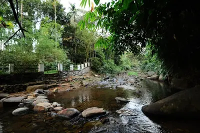 a river with rocks and trees in a forest at Aruvi homestay in Vythiri