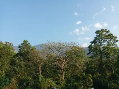 a group of trees with a blue sky in the background at Wayanad Snow Vibes in Vythiri