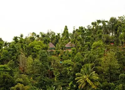 a forest of trees with houses on top of it at Grassroots Wayanad, Valley-view Tents in Vythiri