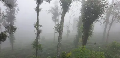 a misty forest with palm trees in the fog at LAZY DAYS Wayanad in Cherambādi