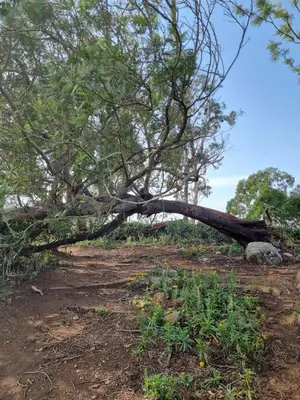 a tree laying on the ground in a field at Camellia Heights 1&2 in Coonoor