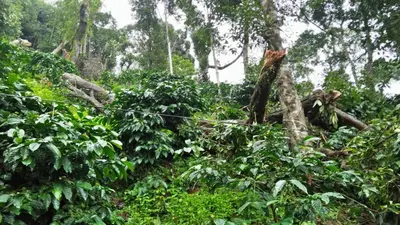 a forest of trees and bushes with a wire at Serene Woods in Madikeri