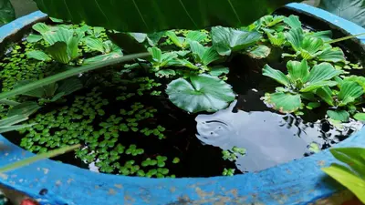 a planter with green plants in it at Coorg peacock feathers home stay in Kushālnagar