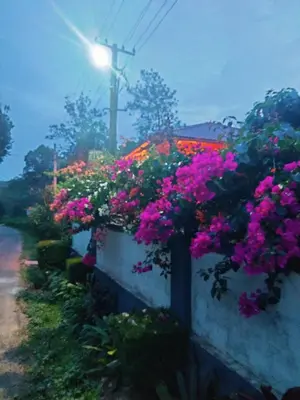 a bunch of flowers on a wall with a street light at Aiyappa Stays in Madikeri