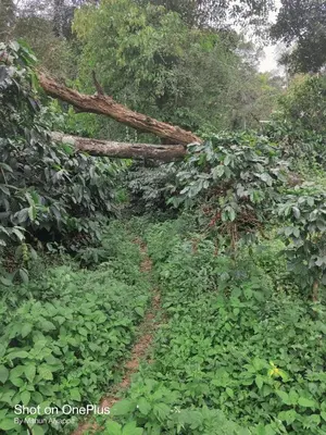 a fallen tree in the middle of a forest at Aiyappa Stays in Madikeri