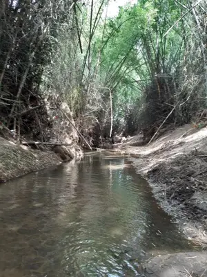 a stream in the middle of a forest with trees at Runnel View in Masinagudi