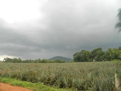 a field of corn on the side of a dirt road at ZaMaRaYa Bed & Breakfast in Angamali