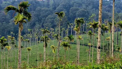 a group of palm trees in a field at Aldora Holiday Homes in Vythiri