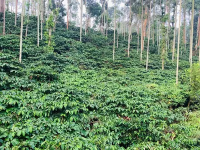 a lush green forest with trees in the background at Green Castle in Gonikoppal