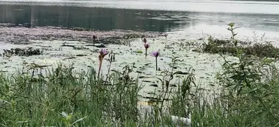 a group of pink flowers in the water at 7 Heaven Resorts in Ambalavayal
