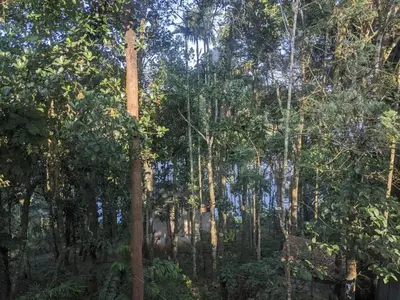 a forest of trees with a large tree in the foreground at 7 Heaven Resorts in Ambalavayal