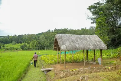 a person walking through a field with a hut at The Woods Resorts Wayanad in Sultan Bathery