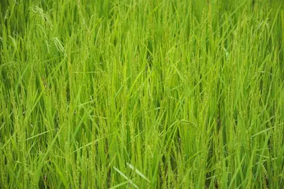 a field of tall green grass with lots of weeds at The Woods Resorts Wayanad in Sultan Bathery