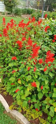 a bunch of red flowers in a garden at Yantra Resort, Ooty in Ooty