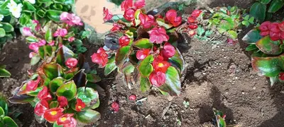a group of plants with red flowers in the dirt at Yantra Resort, Ooty in Ooty
