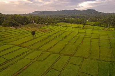 an aerial view of a field of green plants at 5BR Firefly By The River with Breakfast - Nature's Lap in Kushālnagar