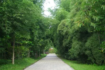 a tree lined walkway with a lot of trees at Coffee Greens Resort in Wayanad