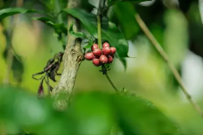 a bunch of red berries on a tree branch at Hill Rows Plantation and Forest Experience By GreenEscapes in Vythiri