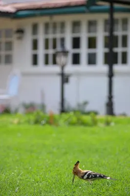 a bird standing in the grass in front of a house at Savoy - IHCL SeleQtions in Ooty