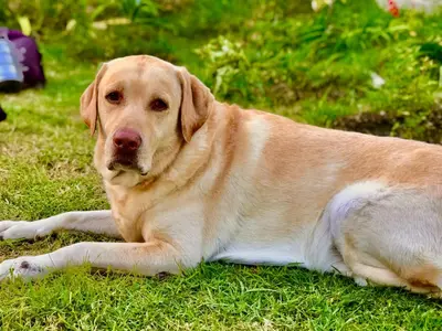 a brown and white dog laying in the grass at Kodai Countryside Homestay in Kodaikānāl