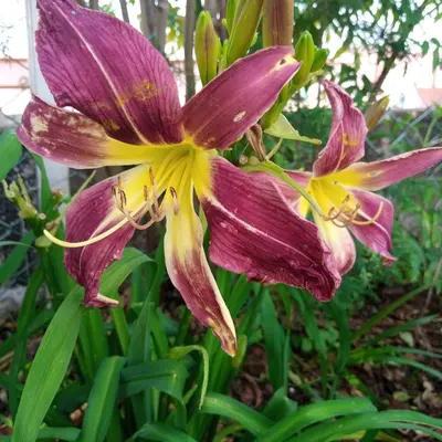 a purple and yellow flower on a plant at Zeus Bungalow in Kotagiri
