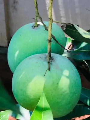 two green mangoes are hanging on a tree at Royal residency in Tindummal