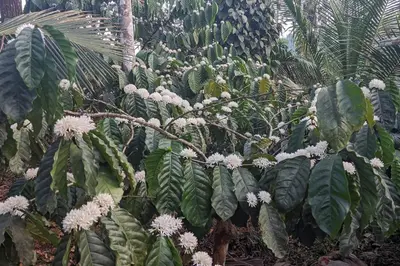 a banana tree with white flowers in a garden at Silver Oak By Exuberance Stays (Independent Holiday Home) in Wayanad