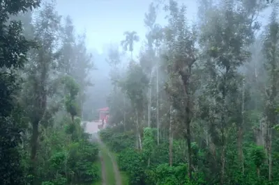 a dirt road in the middle of a forest of trees at Entire Villa at the Heart of the Wayanad Forest. in Kutta