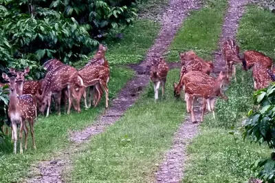 a herd of deer walking down a dirt road at Entire Villa at the Heart of the Wayanad Forest. in Kutta