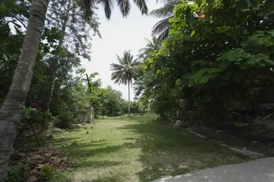a path through the jungle with palm trees at JUNGLE PARADISE FARM & GUEST HOUSE in Masinagudi